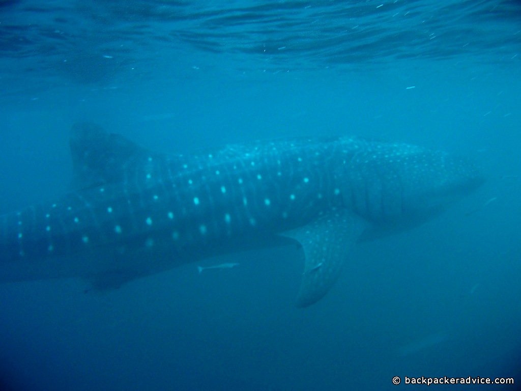 Whale Shark, Ningaloo Reef